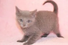 ロシアンブルー【栃木県・男の子・2015年12月17日・ブルー】の写真3