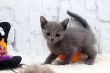 ロシアンブルー【栃木県・女の子・2020年9月9日・ブルー】の写真3