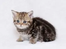 マンチカン【栃木県・女の子・2017年4月23日・ブラウンタビー】の写真3