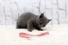 ロシアンブルー【栃木県・女の子・2020年9月25日・ブルー】の写真3