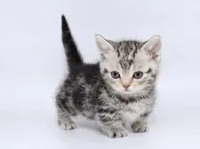 マンチカン(短足)【栃木県・男の子・2019年12月21日・シルバータビー】の写真3