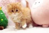 サイベリアン【栃木県・女の子・2022年10月8日・レッドタビー&ホワイト】の写真3