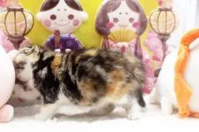 スコティッシュフォールド(折れ耳)【栃木県・女の子・2022年1月2日・キャリコ】の写真4