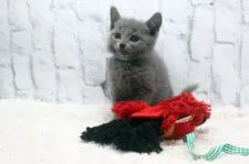 ロシアンブルー【栃木県・男の子・2020年9月19日・ブルー】の写真4