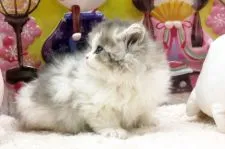 サイベリアン【栃木県・男の子・2022年1月7日・ブルー&ホワイト】の写真4