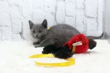 ロシアンブルー【栃木県・女の子・2020年9月25日・ブルー】の写真4