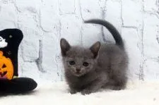 ロシアンブルー【栃木県・女の子・2020年9月9日・ブルー】の写真4