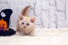 マンチカン(短足)【栃木県・女の子・2020年9月9日・クリームタビー】の写真4