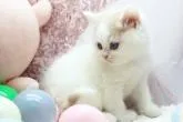 スコティッシュフォールド(立ち耳)【栃木県・男の子・2022年8月19日・クリーム&ホワイト】の写真4