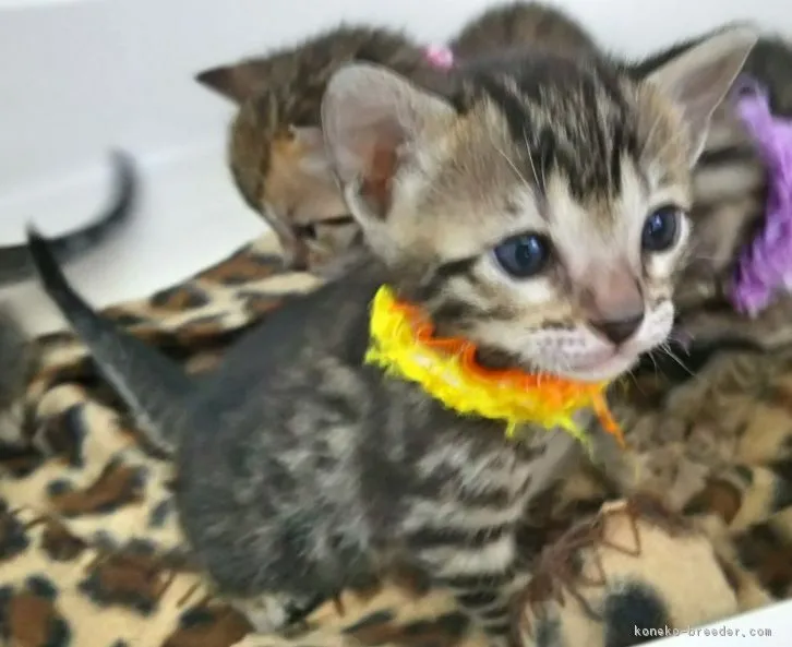ID：1608-00206の子猫