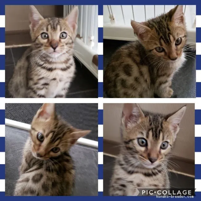 ID：2010-01349の子猫