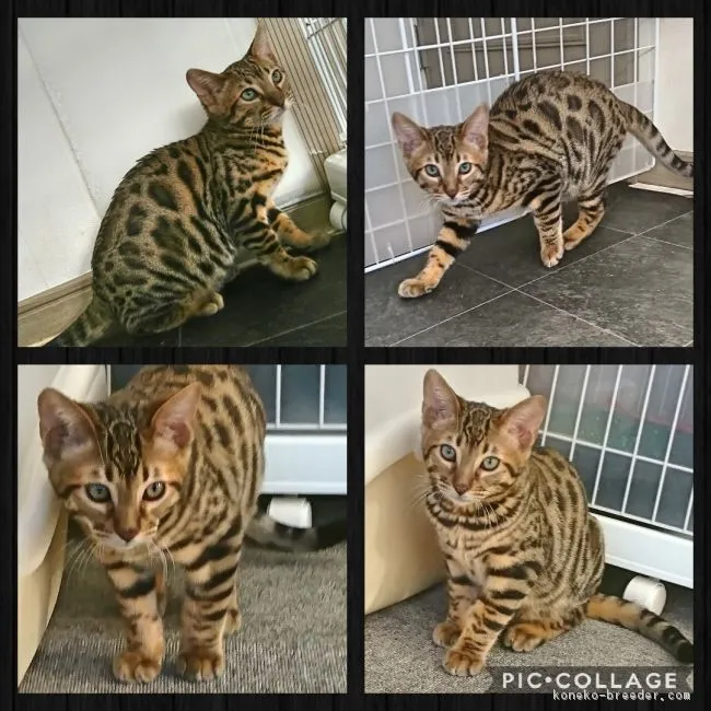 キムラ 様のお迎えした子猫
