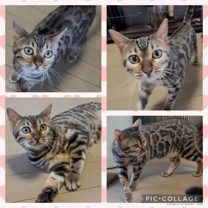 ID:2211-02095の子猫