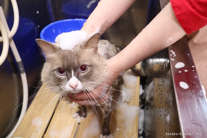 小さい頃からシャンプーの練習も行っています♪｜沢辺　雅斗(さわべ　まさと)ブリーダー(茨城県・サイベリアンなど・ICC/ACC登録)の紹介写真6