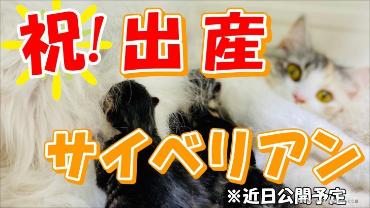 沢辺雅斗ブリーダーのブログ：待望のサイベリアンが産まれました♪