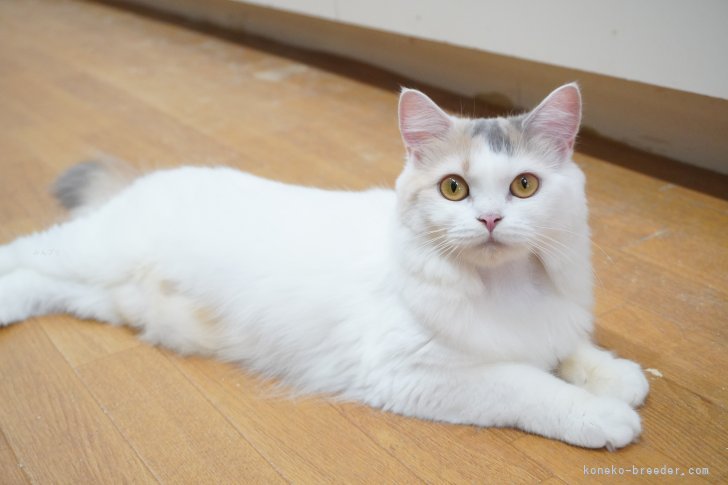 スコティッシュフォールド【・女の子・2024年4月5日・ダイリュートキャリコ】