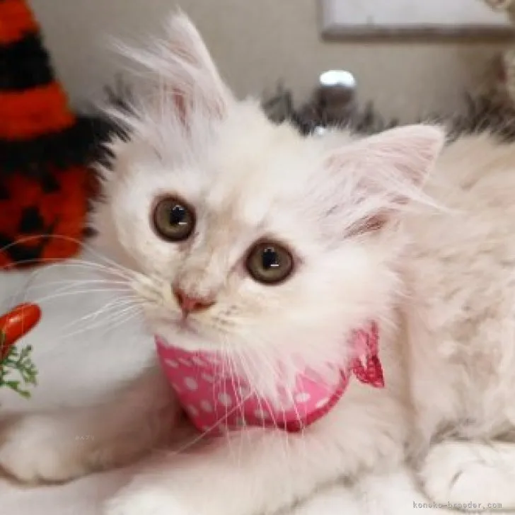 ID：2308-03117の子猫