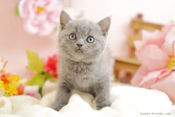 ID:1710-00746の子猫