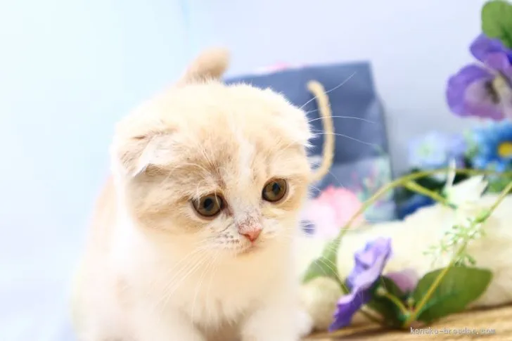 ID:2101-01052の子猫