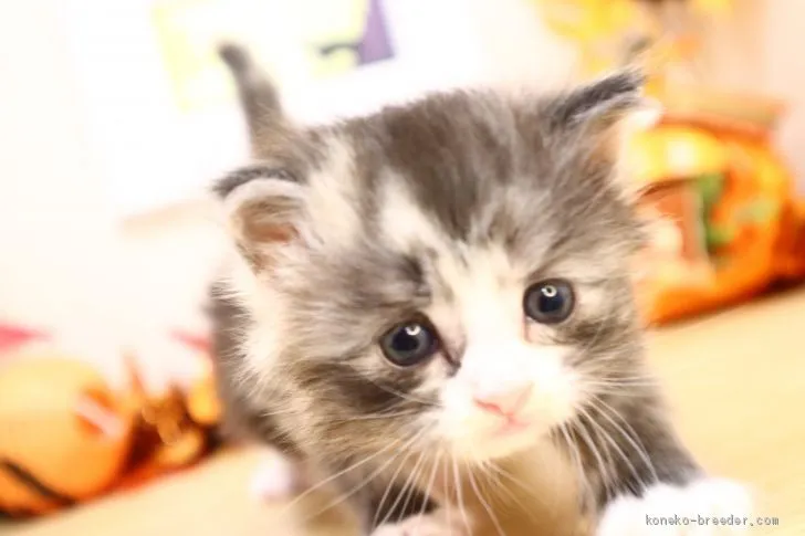 ID：2009-01910の子猫