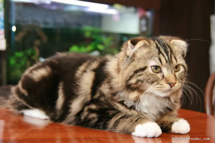 ID:1711-01064の子猫