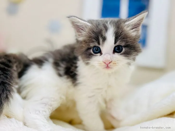 ID：2111-02461の子猫