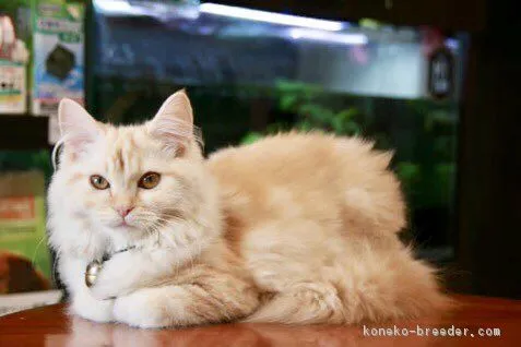 ID：1711-01065の子猫