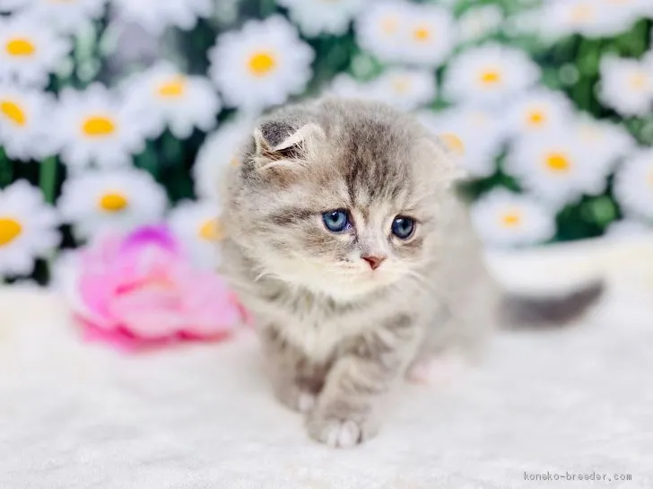 ID：2003-00467の子猫