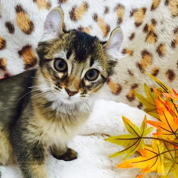 ID：1608-00824の子猫
