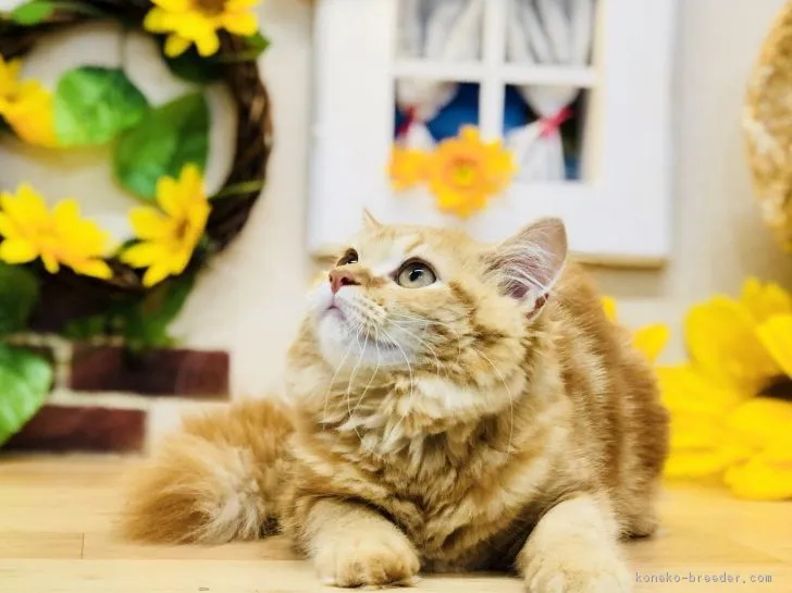 ID:1803-00422の子猫