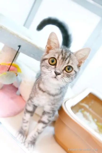 ID：1608-00826の子猫