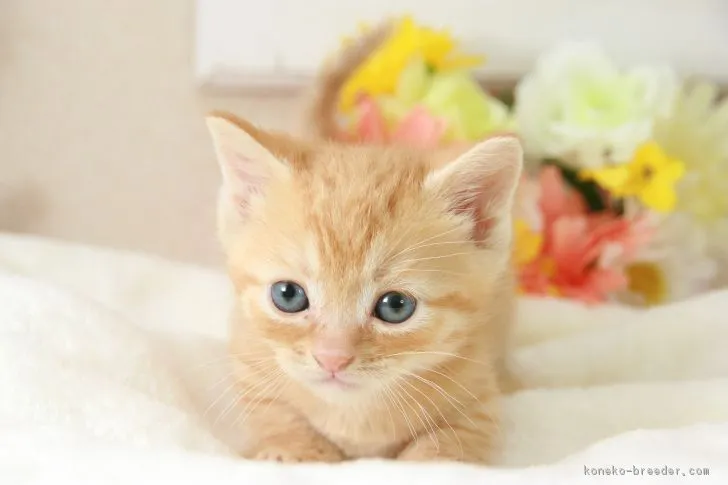ID：1803-01259の子猫