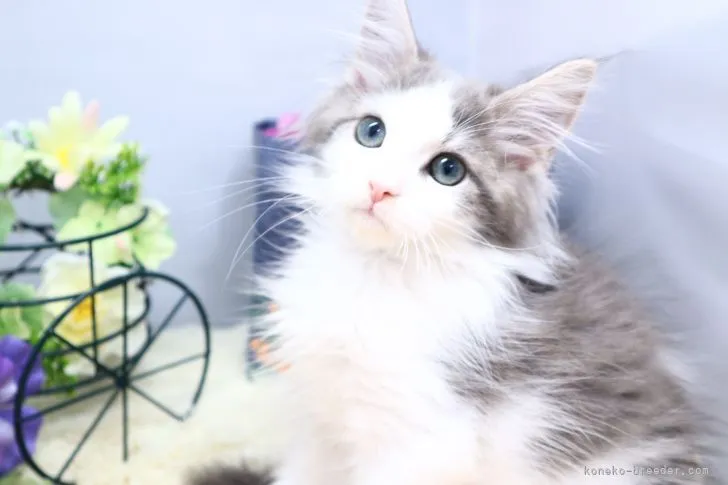 ID：2103-01924の子猫