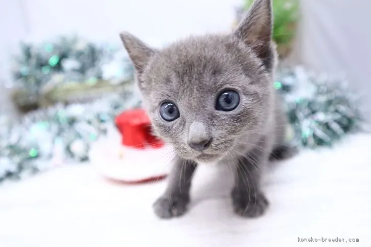 ID:2012-00907の子猫
