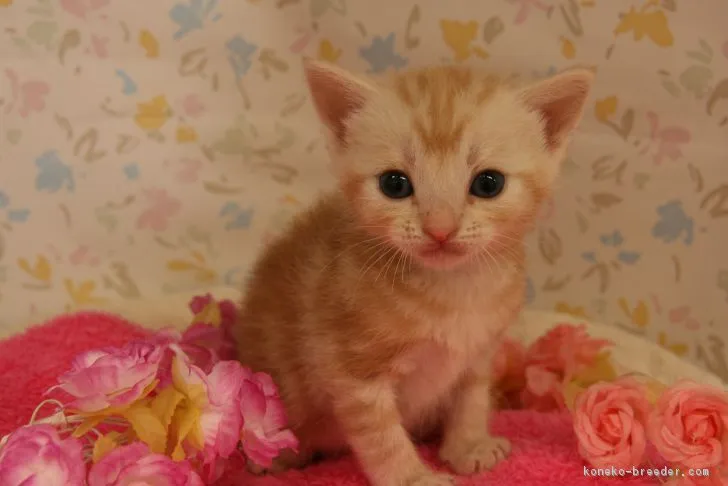 ID：1705-00304の子猫