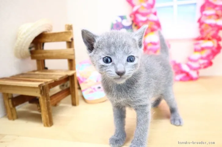 ID:2007-01552の子猫