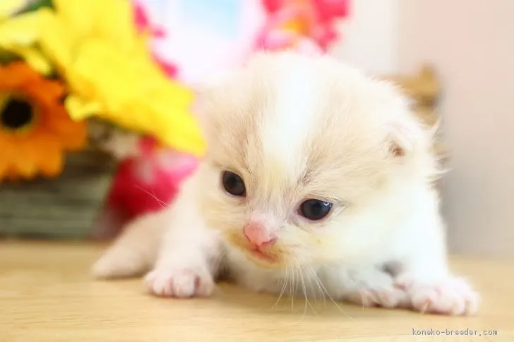 ID：2008-00153の子猫