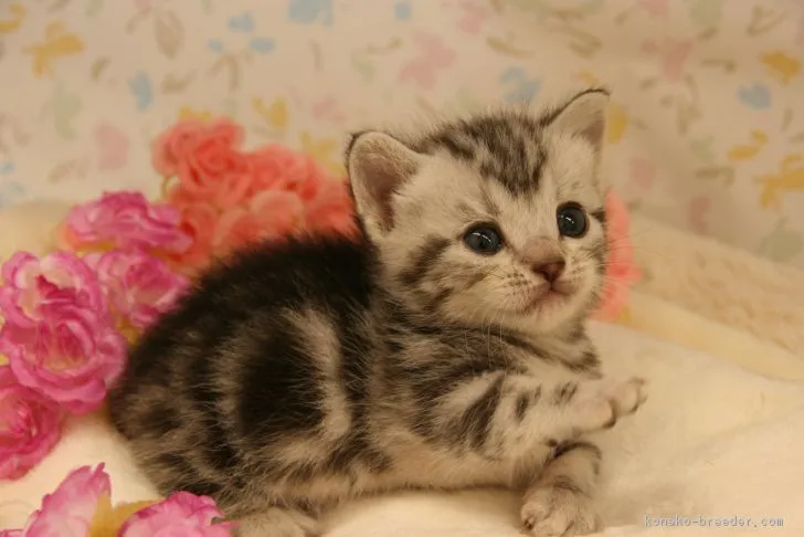 ID：1705-00302の子猫