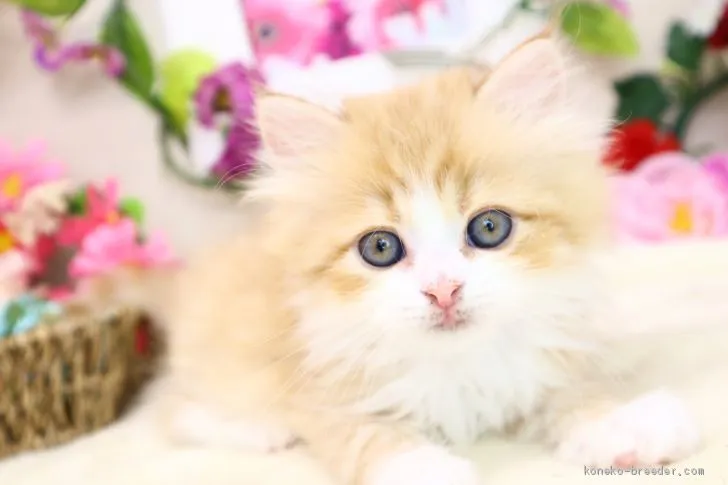 ID:2002-01356の子猫