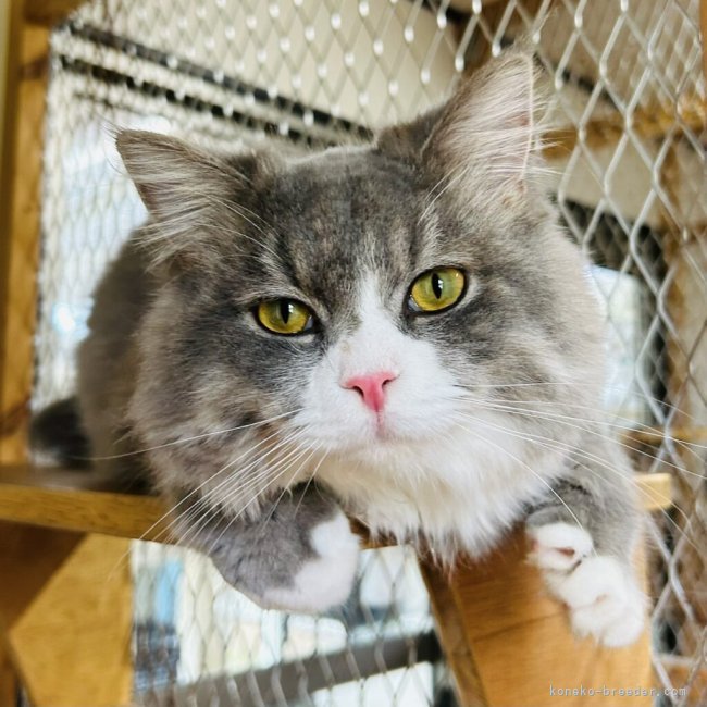 ラガマフィン【・男の子・2022年11月27日・ブルータビー&amp;ホワイト】