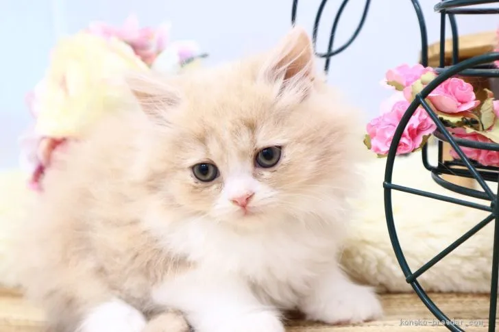ID：2012-01666の子猫