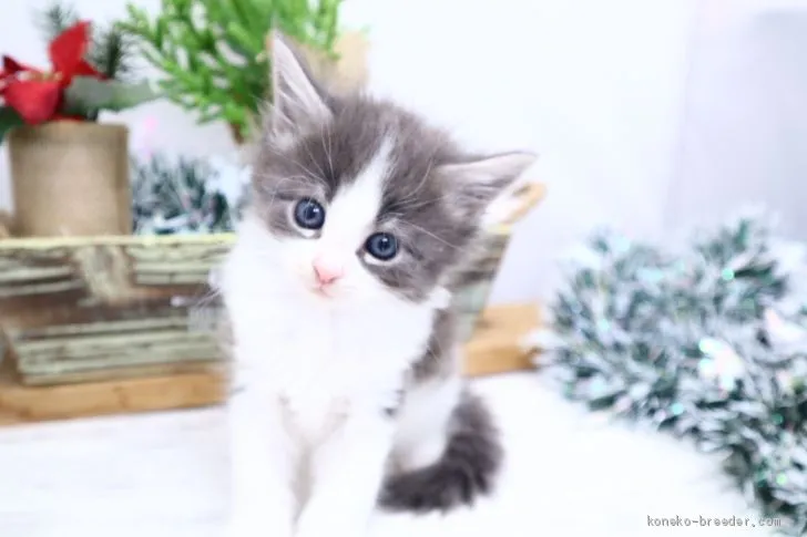ID：2012-00286の子猫
