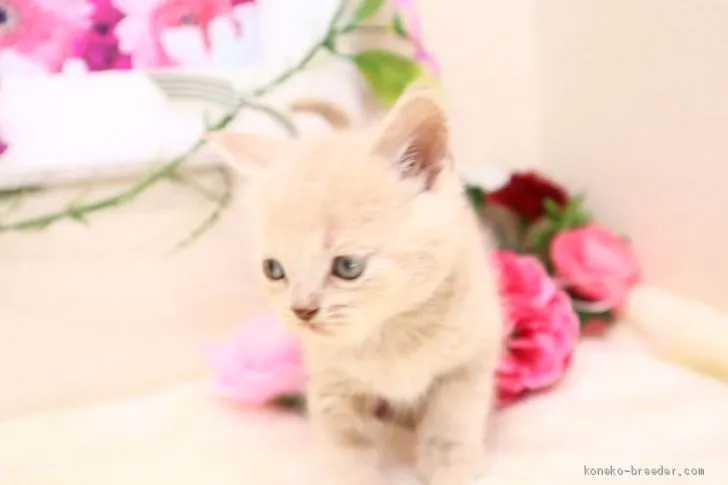 ID：2004-00439の子猫