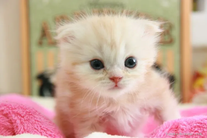 ID：1804-01385の子猫