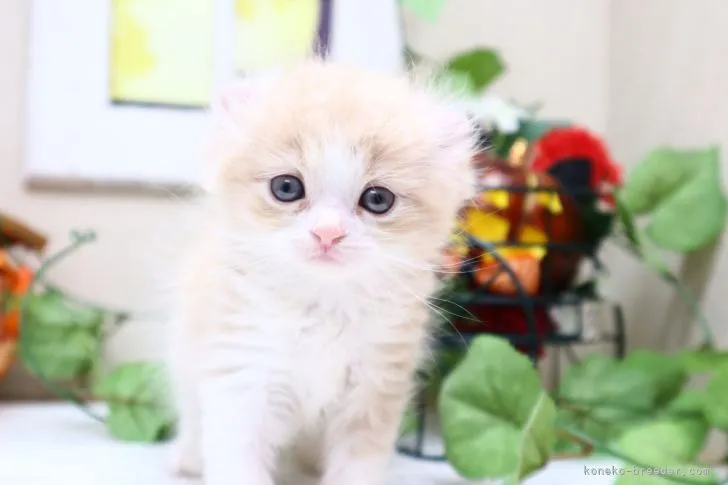 ID：2110-01433の子猫
