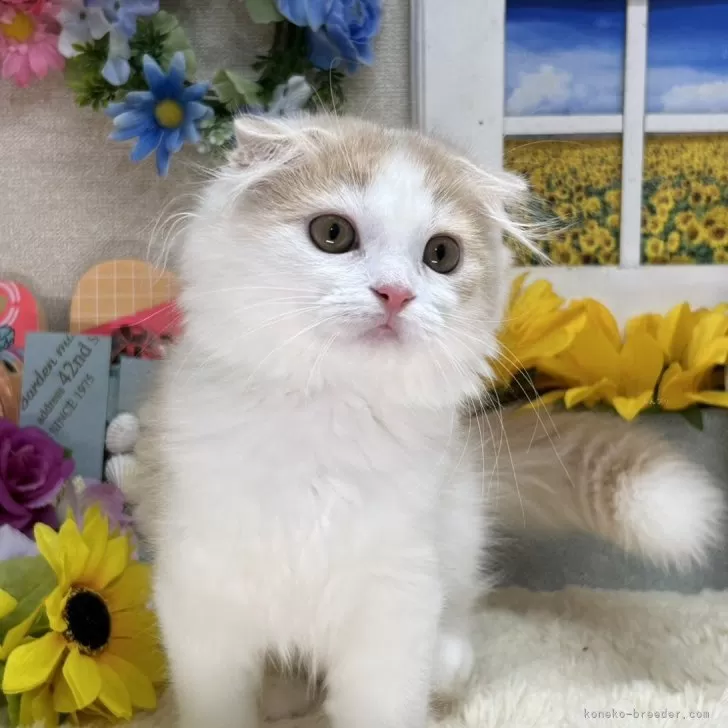 ID：2407-02037の子猫