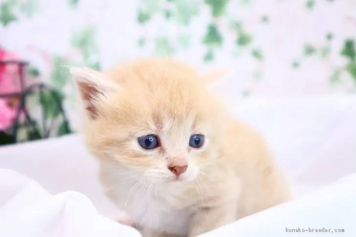 ID：2004-02114の子猫