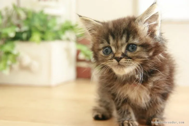 ID：1710-00718の子猫