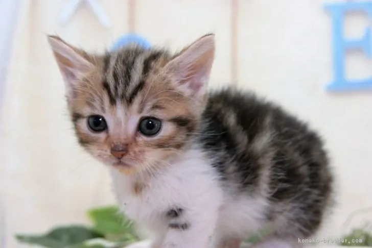 ID：1705-00883の子猫