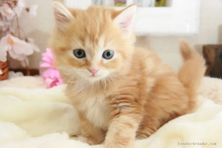 ID:1803-00242の子猫